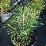 Sciadopitys verticillata
